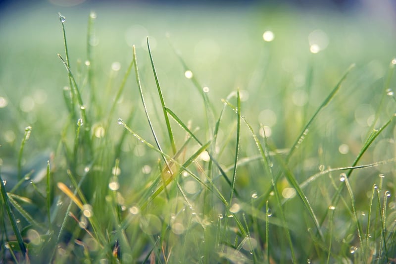 Sparkling Meadows